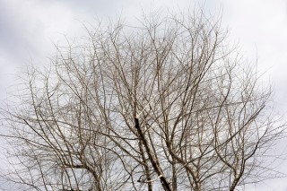 佳能RF50mm F1.8 STM实拍样张欣赏