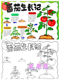 从 “人工苦力”到 “智能战神”，请看番茄采摘的进化史