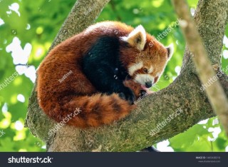 Red_Panda – Recraft推出的AI图像生成模型