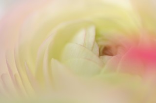 尼康尼克尔 Z 微距 105mm f／2.8 VR S官方实拍样张欣赏