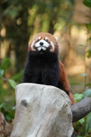 baidu09小熊猫生物发布蛋白质工程云服务，帮助产品落地进入快车道