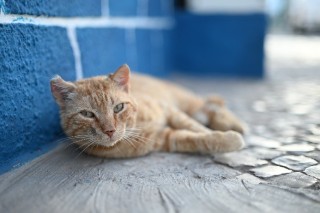 尼康推出标准版定焦镜头尼克尔 Z 50mm f／1.4