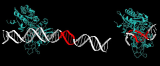 AlphaFold 3轻松应对核酸、脂类分子？科学家迫不及待地更新了评测