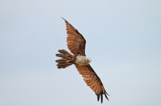 为灵活自由的拍摄体验而生 尼克尔 Z 600mm f／6.3 VR S今日发售
