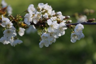 佳能RF24-105mm F4-7.1 IS STM实拍样张欣赏