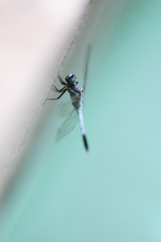佳能发布RF中远摄定焦镜头RF135mm F1.8 L IS USM