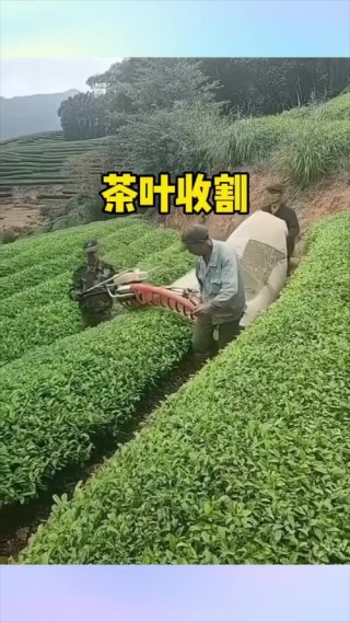 日本鹿儿岛县茶农使用AI“无人采茶机”收获茶叶