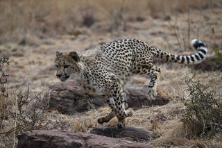 尼康尼克尔 Z 100-400mm f／4.5-5.6 VR S官方实拍样张欣赏