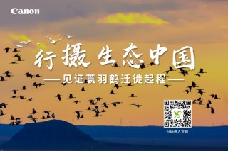 行摄生态中国 见证蓑羽鹤迁徙起程