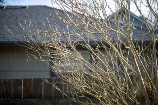 佳能RF 50mm F1.8实拍样张欣赏