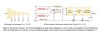 SAM 2.1 – Meta 开源的视觉分割模型