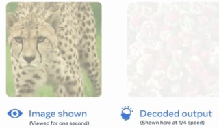 AI读脑成真，延迟仅0.25秒，Meta里程碑新研究：MEG实时解码大脑图像，LeCun转赞