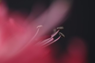 尼康尼克尔 Z 微距 105mm f／2.8 VR S官方实拍样张欣赏