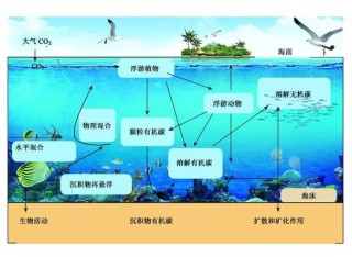 美工程师谈论用机器人研究海床和碳循环情况