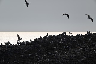 尼康尼克尔 Z 100-400mm f／4.5-5.6 VR S官方实拍样张欣赏
