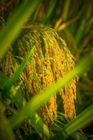 当下好时节 佳能EOS R5&R6全画幅摄影大赛秋日篇获奖公布