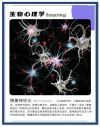 科学家研发出全新无透镜相机 可监测移动物体的神经元活动
