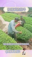 日本鹿儿岛县茶农使用AI“无人采茶机”收获茶叶