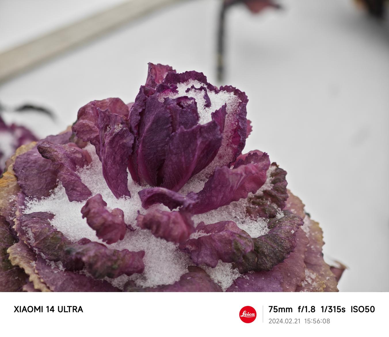 小米14 Ultra评测：回归Ultra定义的极致旗舰  第35张