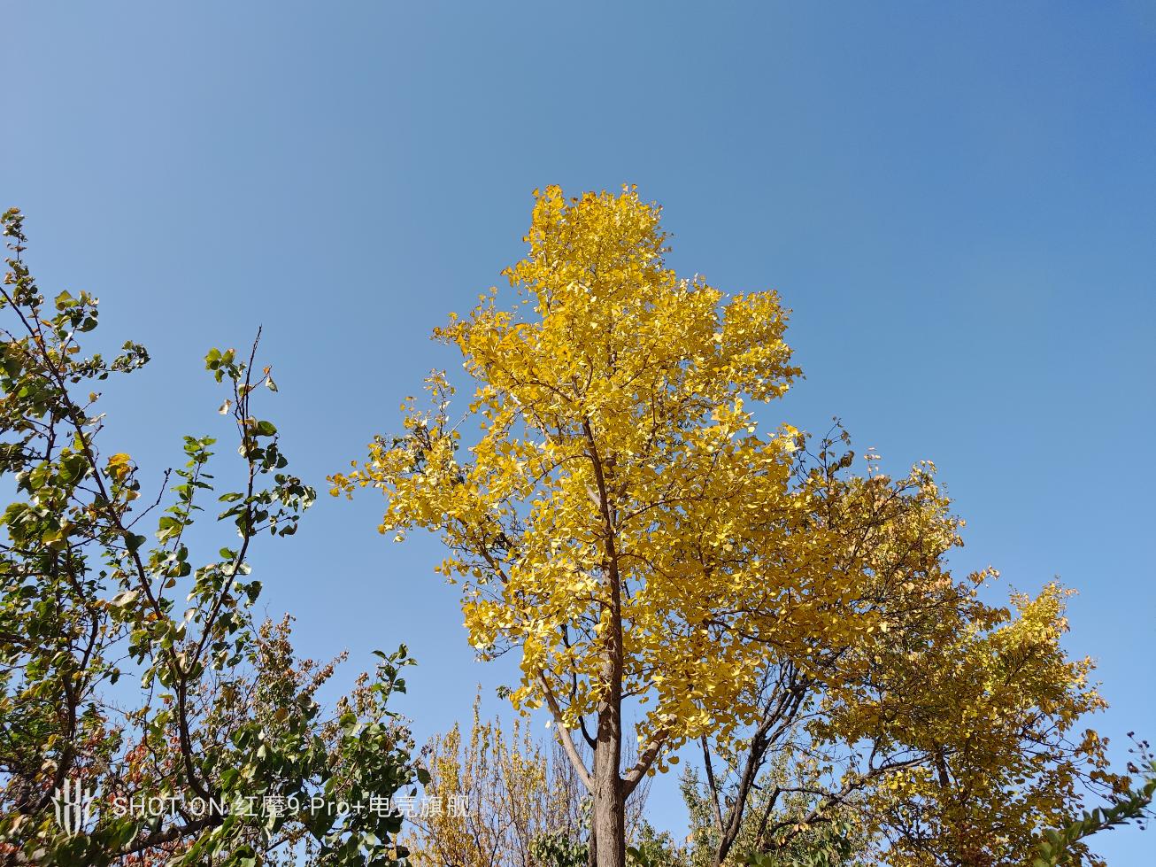 红魔9 Pro+评测：游戏手机、也可能是所有手机的终极形态  第21张