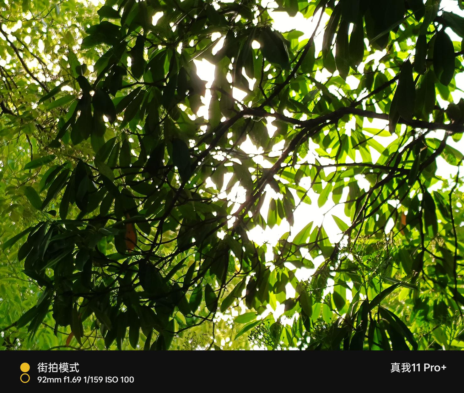 真我11 Pro+评测：2亿像素带动拍照新需求  第31张