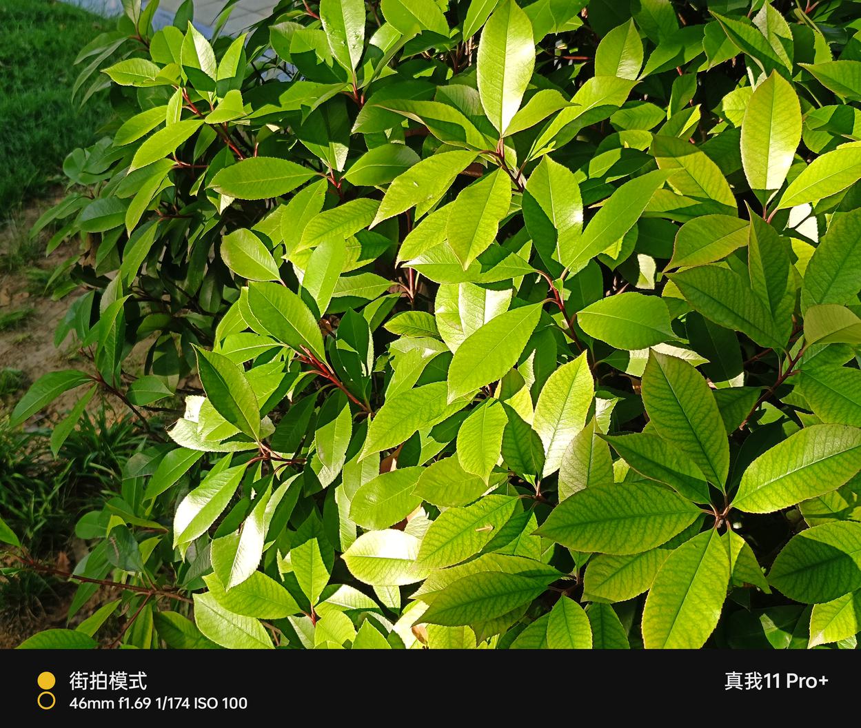 真我11 Pro+评测：2亿像素带动拍照新需求  第33张