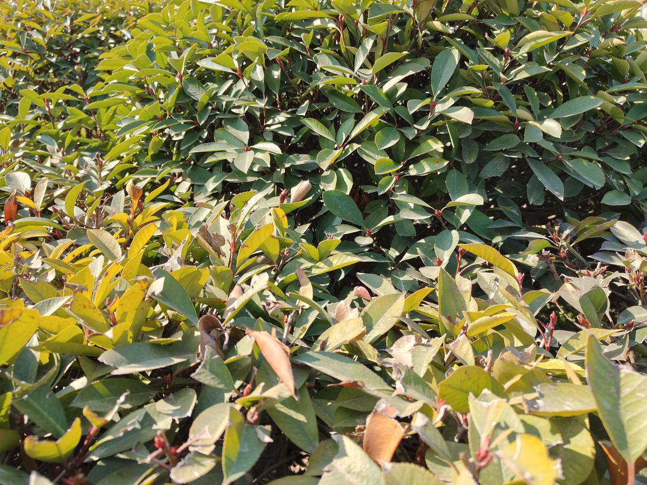 真我GT Neo5评测：还有谁？240W快充直接拉满极限  第26张