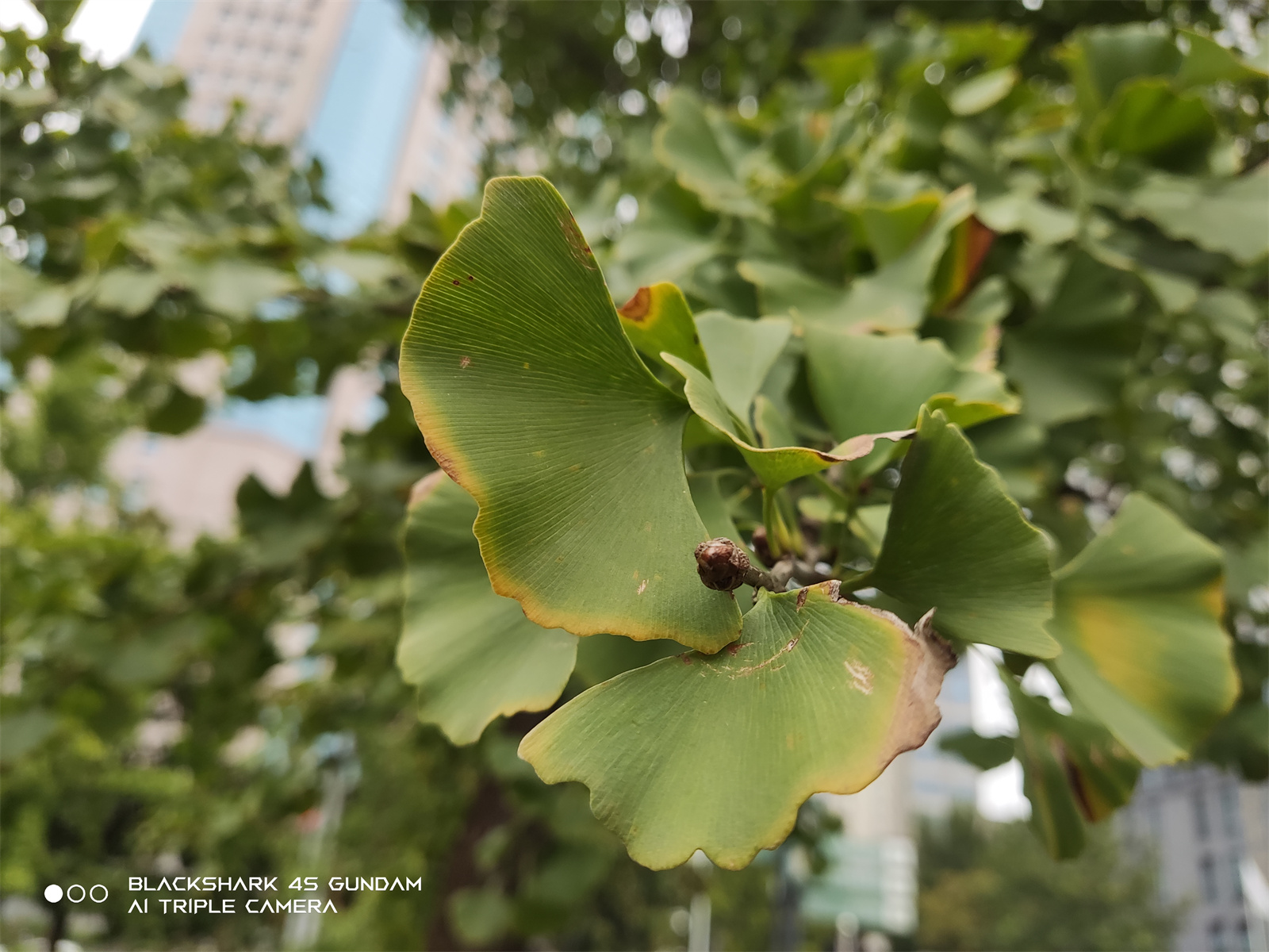 这次方向对了 黑鲨4S评测：高达版机甲风拉满  第54张