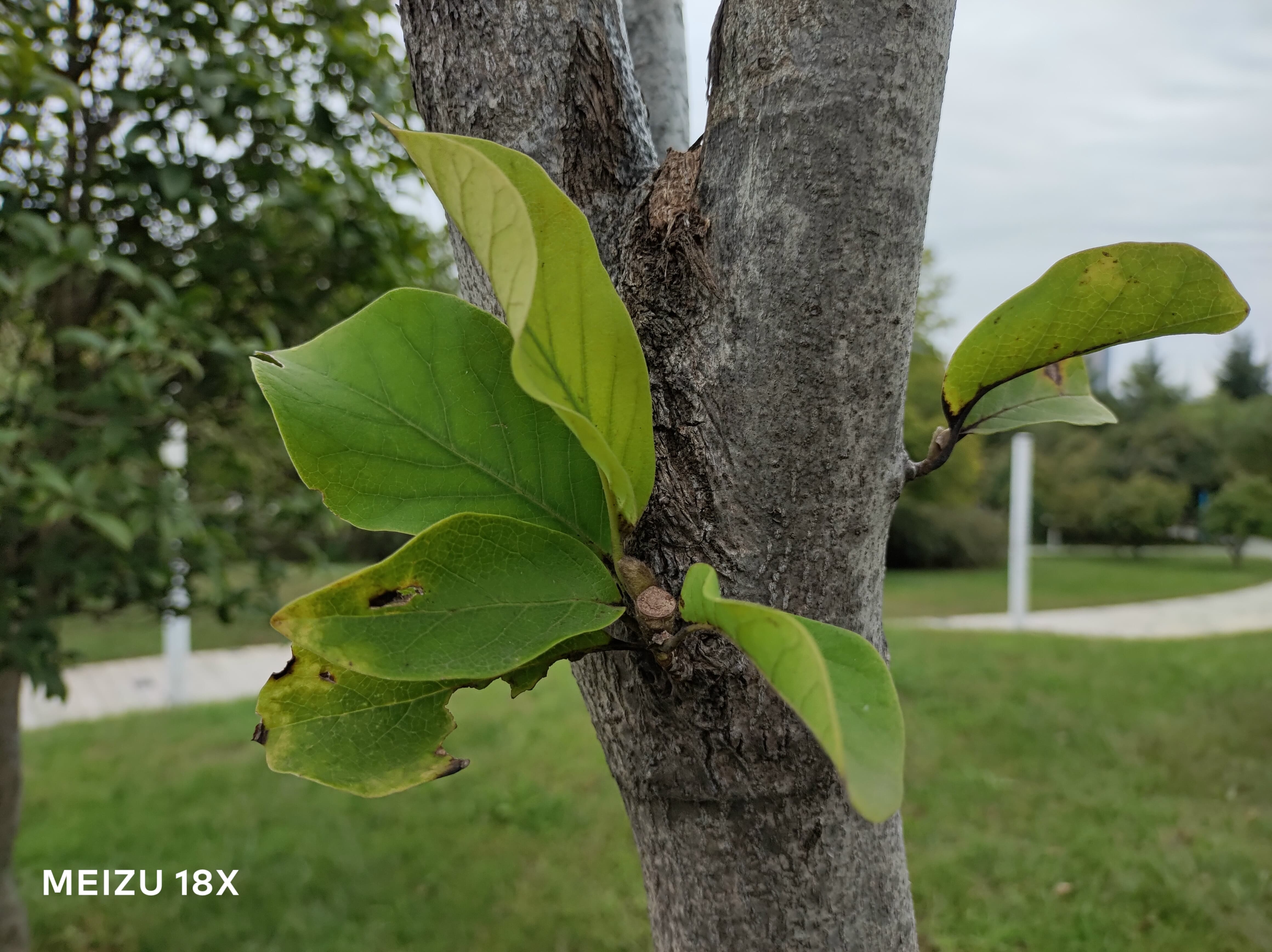 魅族18X评测：理想很美好 生存更重要  第14张