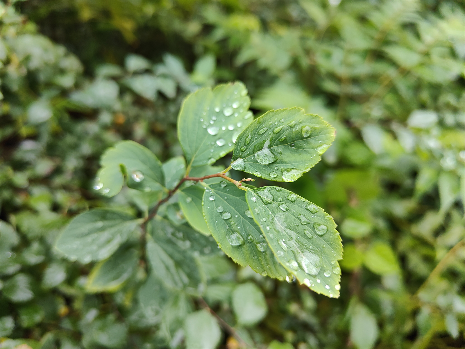 一加9RT评测：撕掉小众标签 奔向主流赛道  第41张