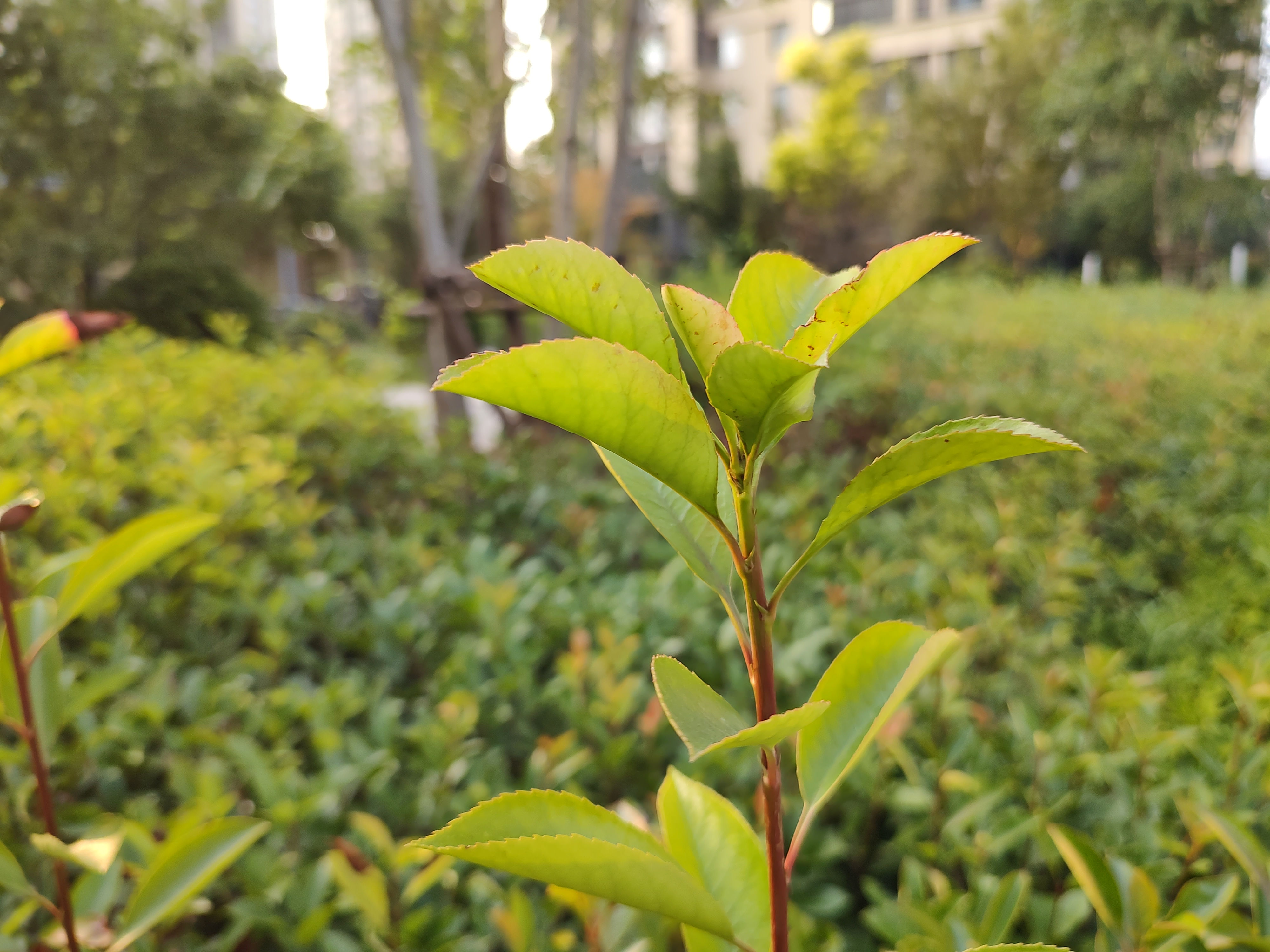 摩托罗拉edge轻奢版评测：实用为主 情怀为辅  第22张