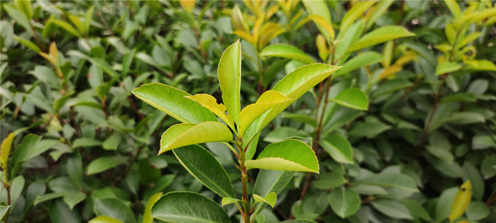 手机屏幕大圆满！小米MIX 4评测：一袭青衣尽风华  第45张