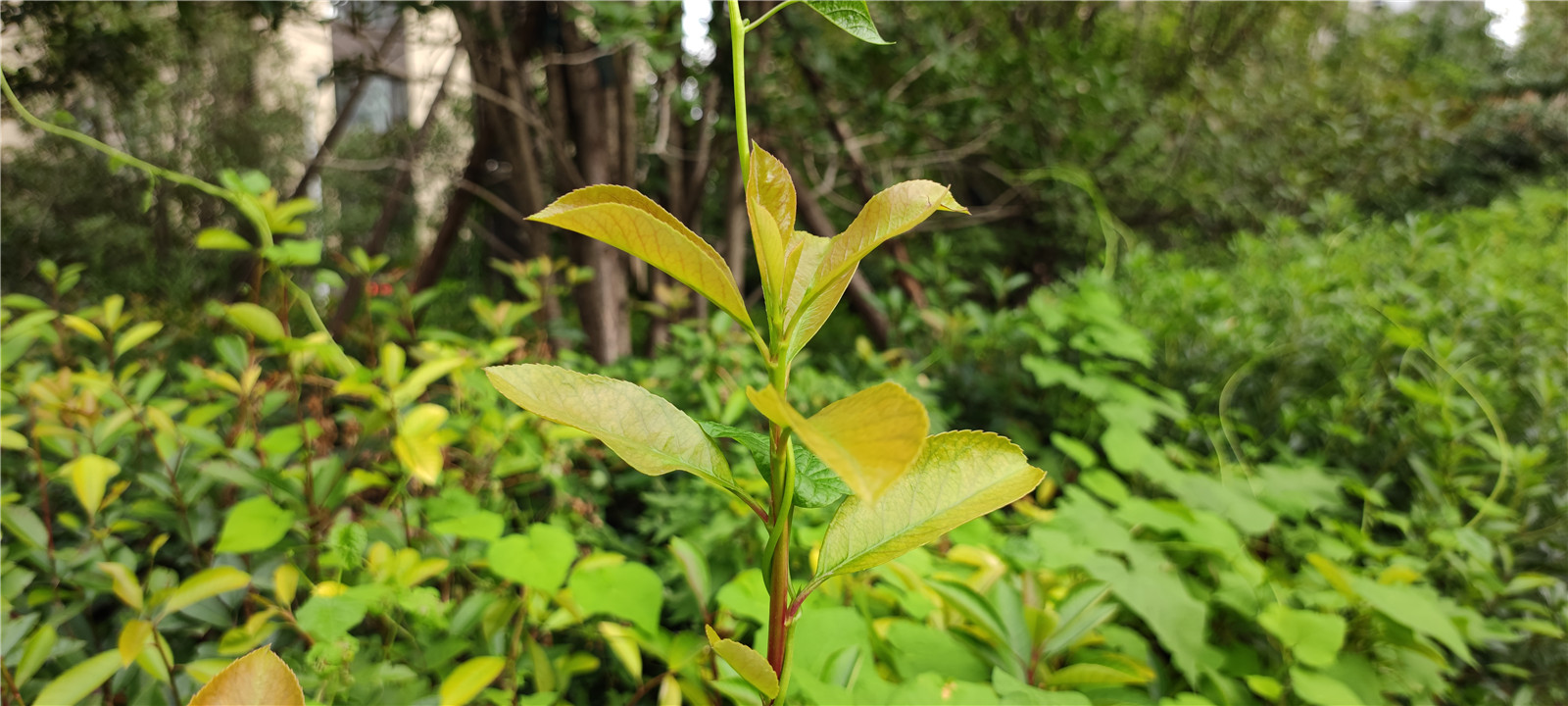 手机屏幕大圆满！小米MIX 4评测：一袭青衣尽风华  第46张