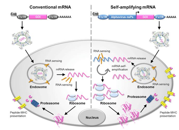 baidu09云顶新耀 mRNA 疫苗嘉善产业化基地投入生产运行,加速全产业链布局 第2张 baidu09云顶新耀 mRNA 疫苗嘉善产业化基地投入生产运行,加速全产业链布局 第2张