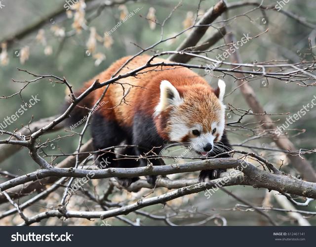 Red_Panda – Recraft推出的AI图像生成模型  第1张