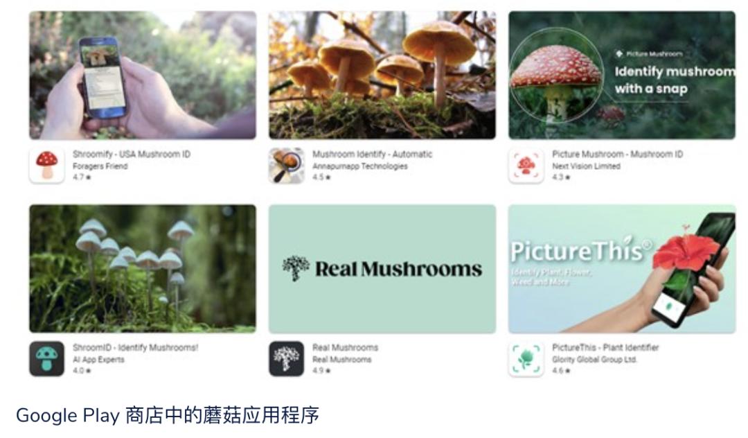 用AI软件识别毒蘑菇？AI犯错后，人吃下了毒鹅膏，差点要了命……  第4张