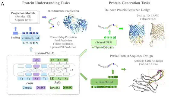 全球首个千亿级蛋白质模型开源！百图生科掀起生命科学AI普惠革命  第4张