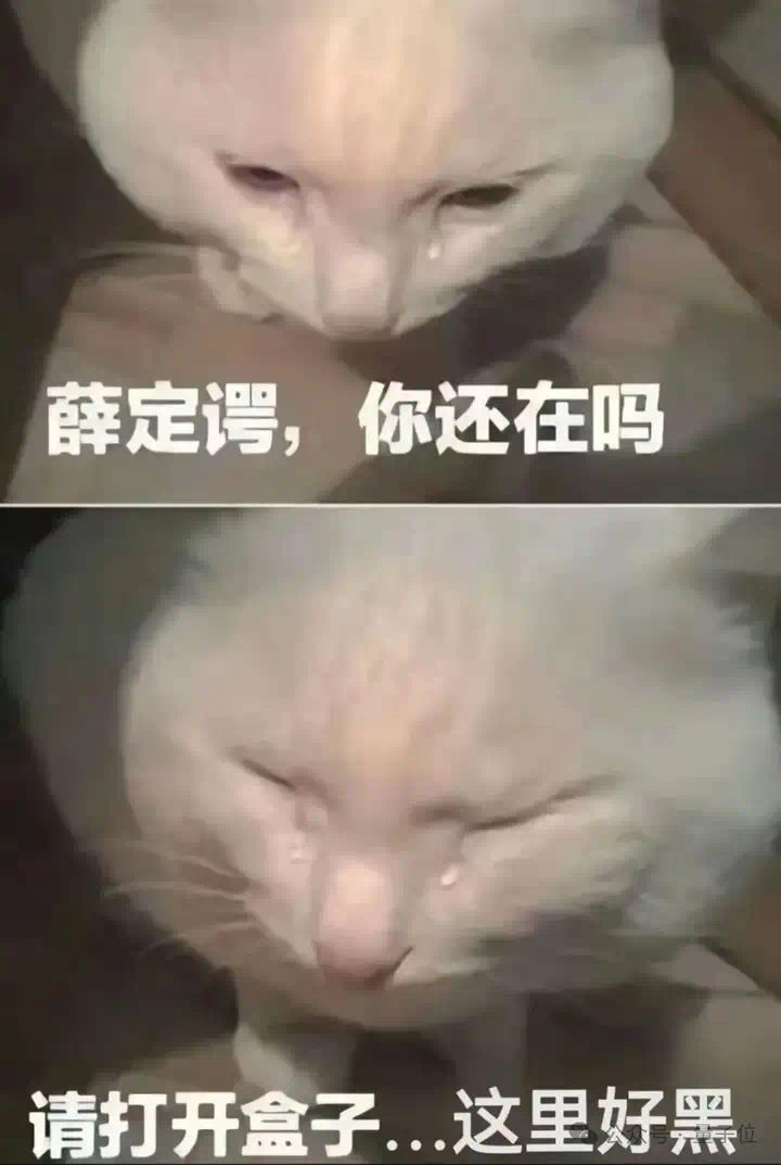 实测Gemini图片转视频新功能，终于蹲到经典梗图后续了（doge）  第4张