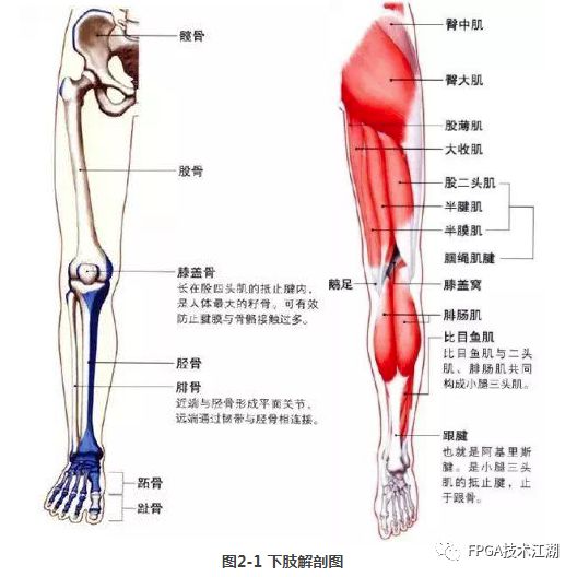 步行助力外骨骼机器人  第1张