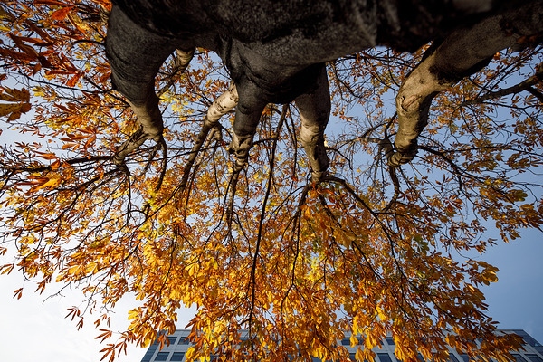 佳能RF15-35mm F2.8L实拍样张欣赏  第7张