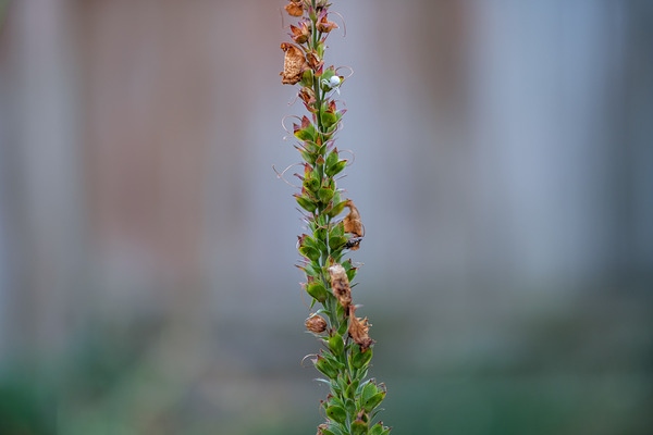 富士XF 50mm F1.0实拍样张欣赏  第14张