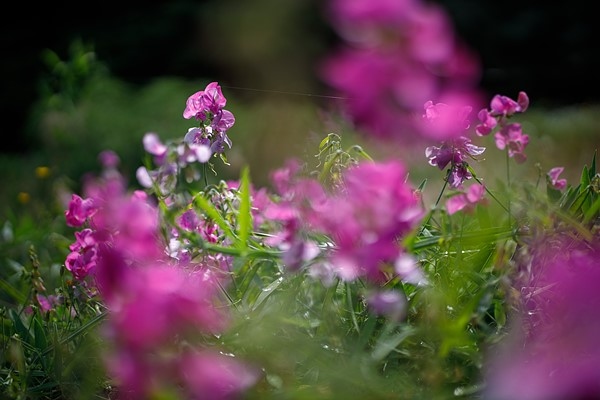佳能RF50mm F1.2 L USM实拍样张欣赏  第10张
