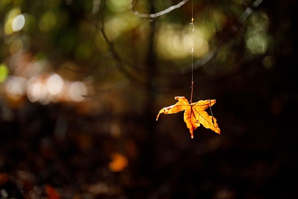 佳能RF50mm F1.2 L USM实拍样张欣赏  第13张