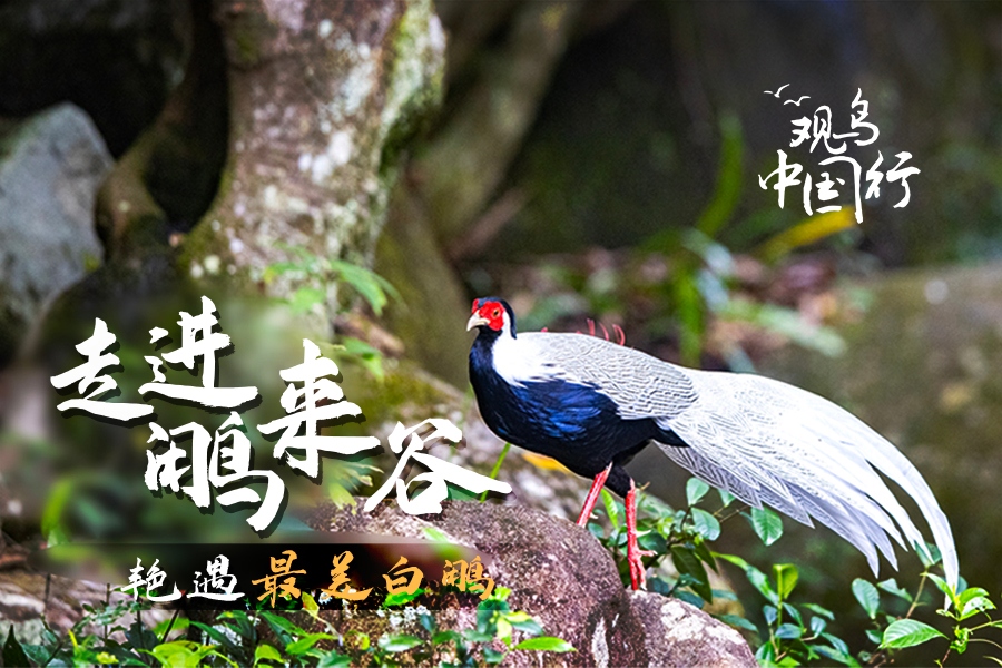 观鸟中国行走进鹇来谷 寻影最美白鹇  第1张