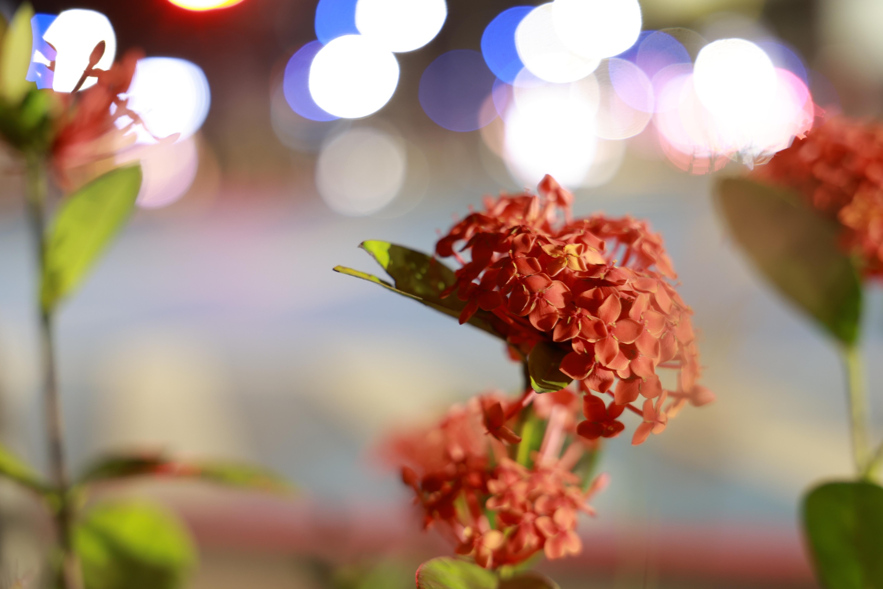 佳能发布轻巧便携的F2.8恒定大光圈标准变焦镜头 RF28-70mm F2.8 IS STM ...  第3张