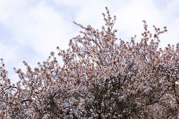 佳能RF 70-200mm F4L实拍样张欣赏  第5张