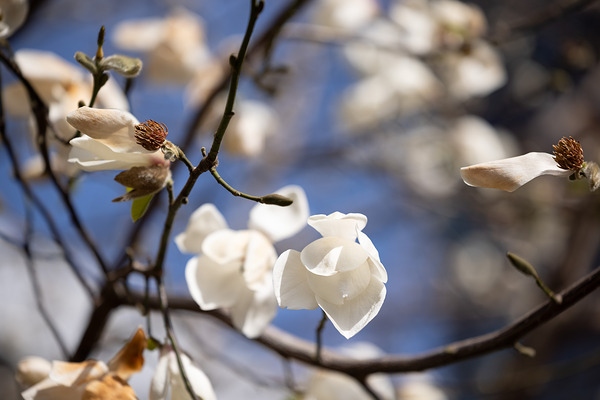佳能RF 70-200mm F4L实拍样张欣赏  第20张