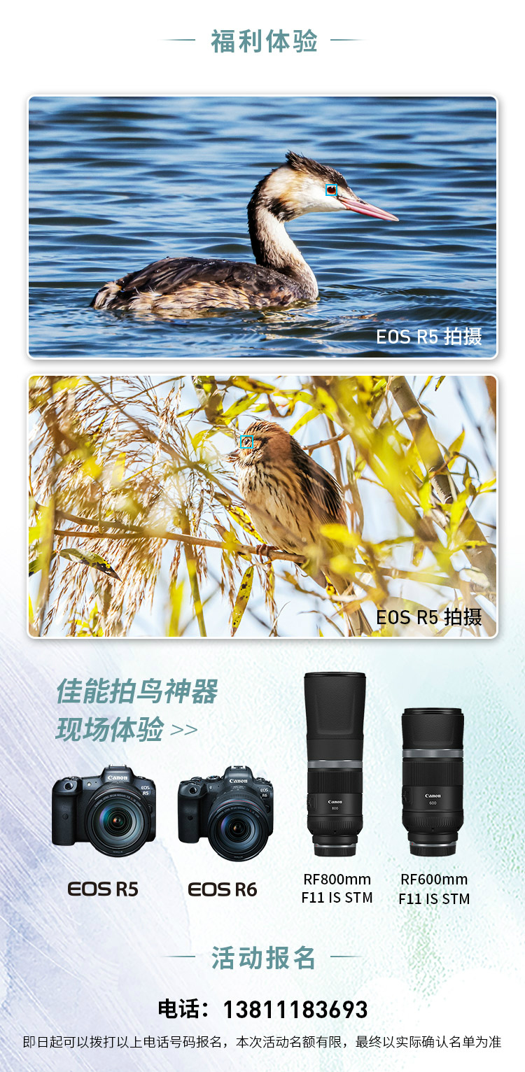 2020北京秋季观鸟月 走进野鸭湖活动招募  第3张