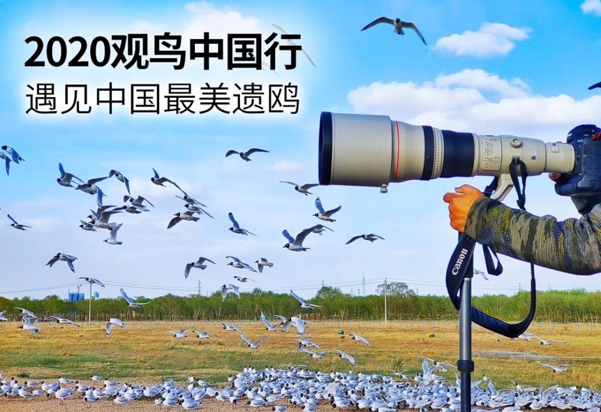 EOS寻影康保 遇见中国最美遗鸥  第1张